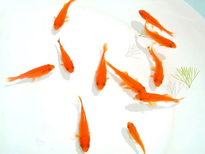 商品番号：1000 小赤(こあか) | 商品一覧 | 金魚すくいの用具・金魚の購入は【ナガイ養魚場】金魚生産者による直売所